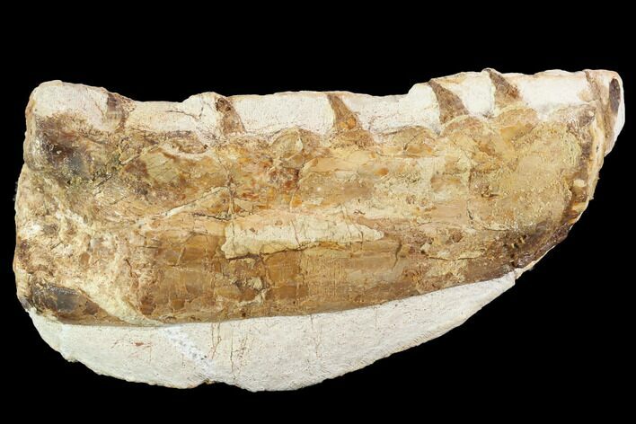 Mosasaur (Tethysaurus) Jaw Section - Goulmima, Morocco #89248